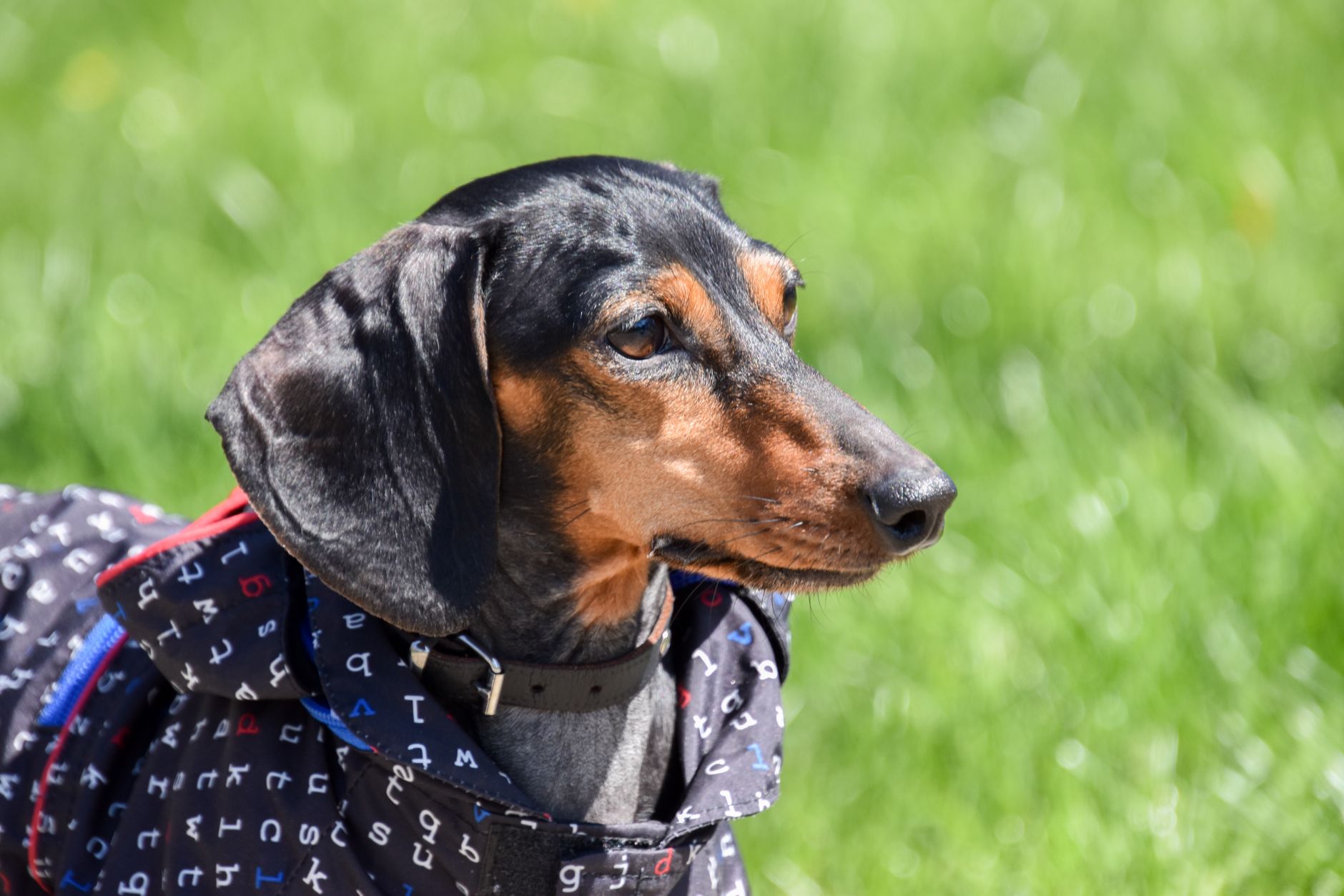 Charming dachshund dressed in a printed coat enjoys a sunny outdoor day.