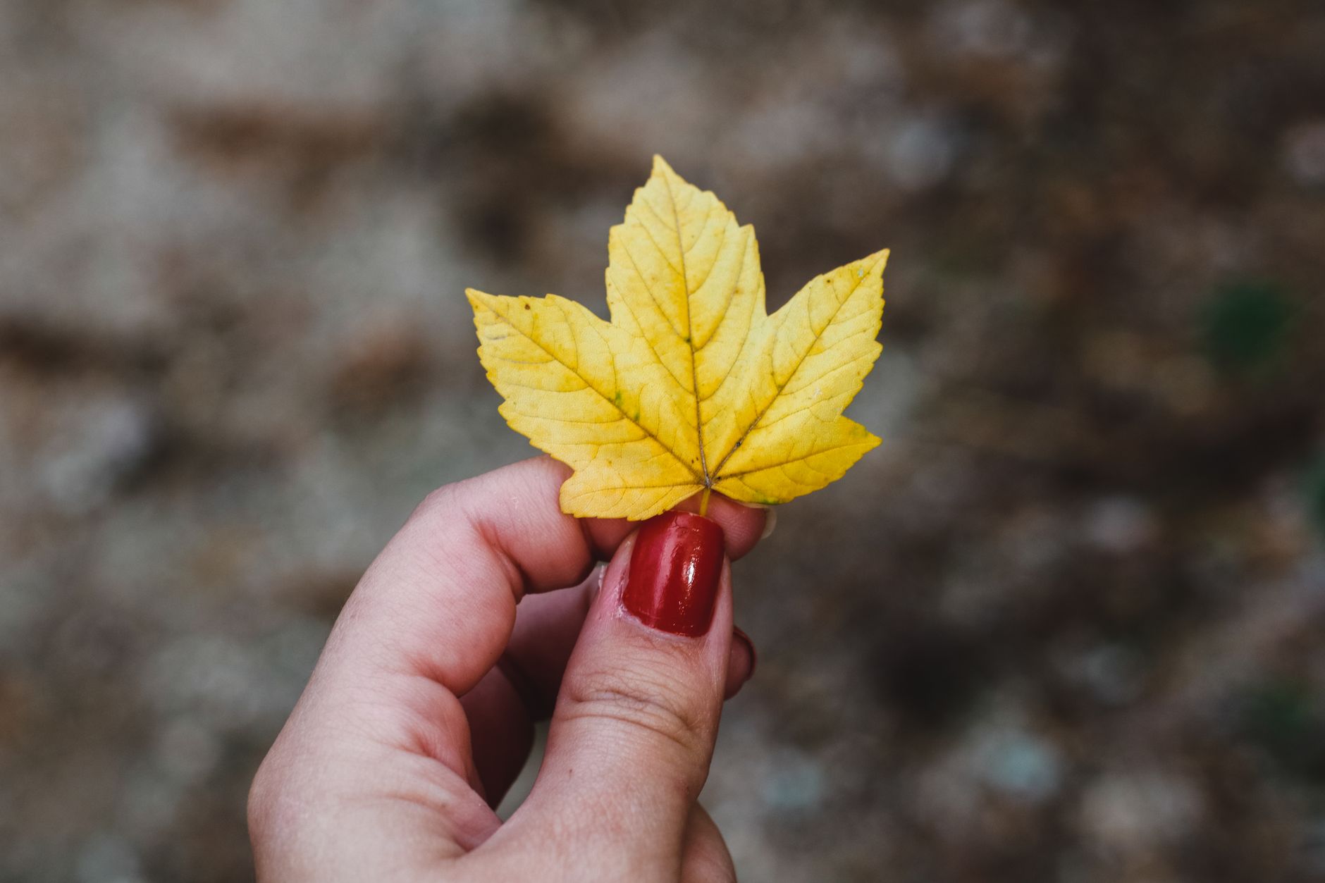 Close-up of a hand with red nails holding a yellow maple leaf in an outdoor setting.